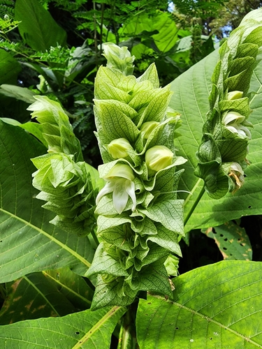 Justicia engleriana