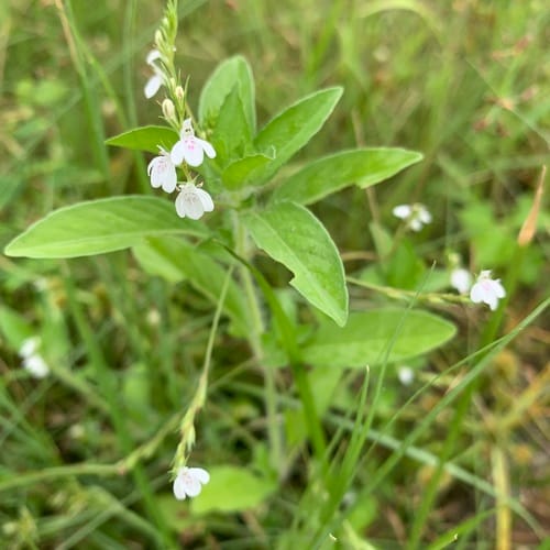 Justicia exigua — photo