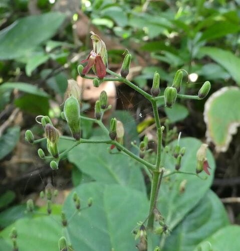 Justicia extensa — photo
