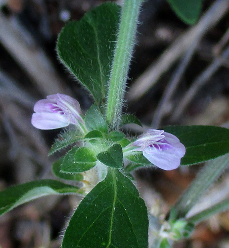 Justicia heterocarpa subsp. vallicola