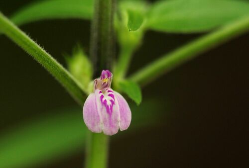 Justicia heterocarpa subsp. vallicola — photo