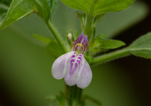 Justicia heterocarpa subsp. vallicola — photo