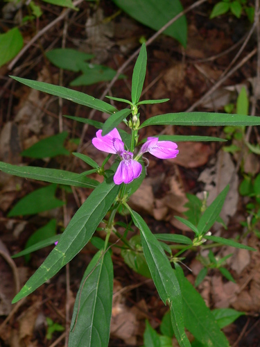 Justicia ladanoides (Justicia) — photo