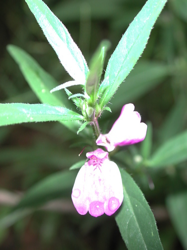 Justicia ladanoides (Justicia) — photo