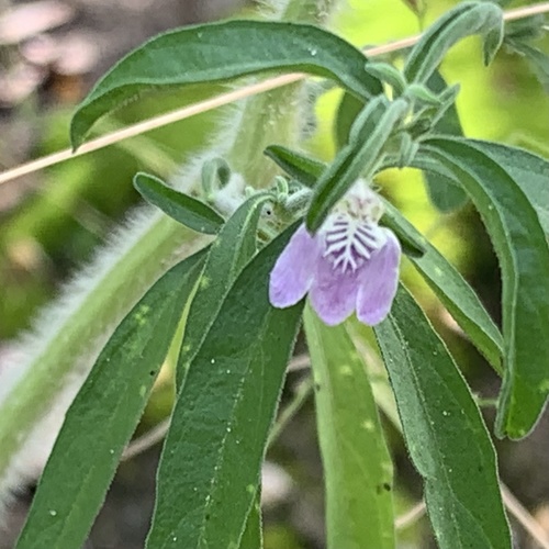 Justicia nepeta (Wilde lusern) — photo