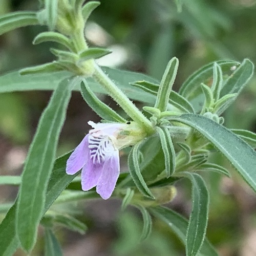 Justicia nepeta