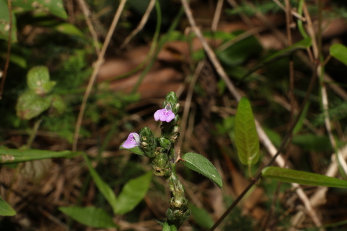 Justicia obtusa — photo