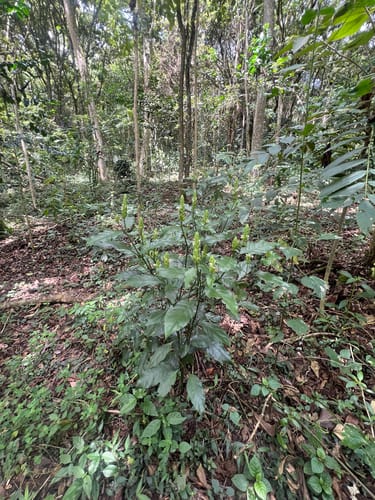 Justicia schimperiana (Sensel) — photo