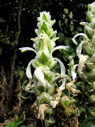 Justicia schimperiana