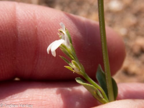 Justicia striata — photo
