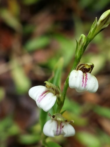 Justicia striata