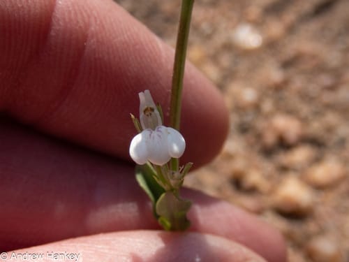 Justicia striata — photo