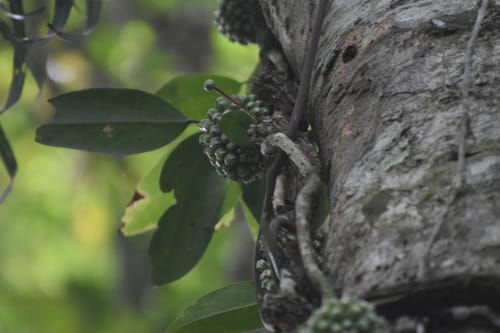 Kadsura scandens (Kadsura vine) — photo