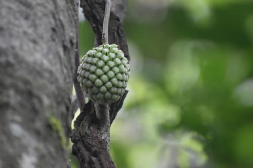 Kadsura scandens (Kadsura vine) — photo