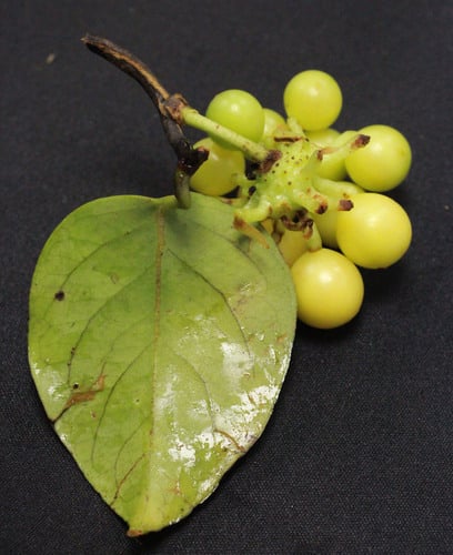Kadsura scandens