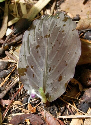 Kaempferia parviflora (Thai black ginger) — photo