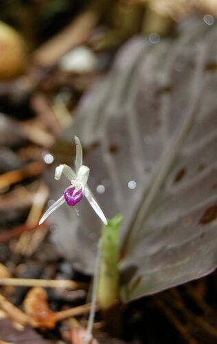 Kaempferia parviflora