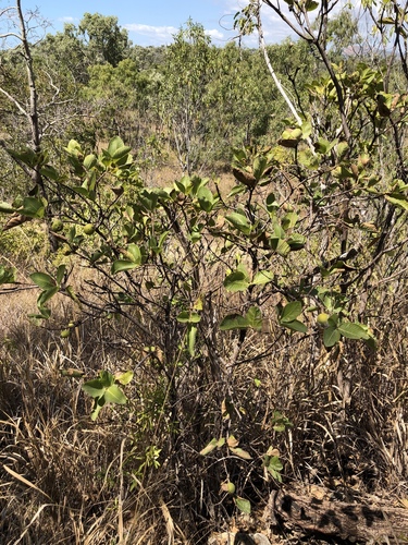 Kailarsenia ochreata (Wenlock gardenia) — photo