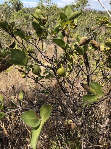 Kailarsenia ochreata (Wenlock gardenia) — photo