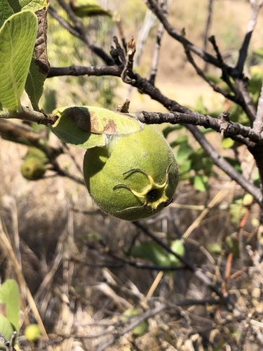 Kailarsenia ochreata