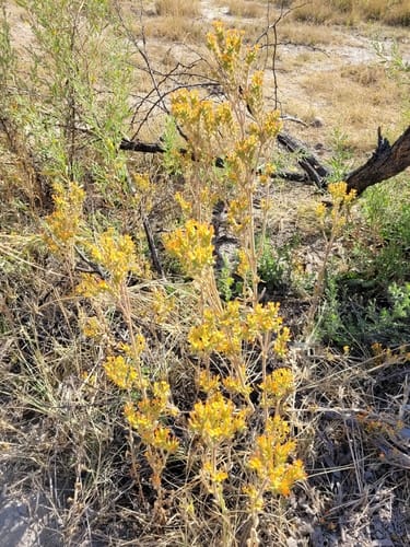 Kalanchoe lanceolata (Narrow-leaved kalanchoe) — photo