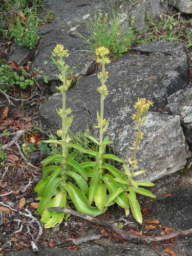 Kalanchoe lanceolata