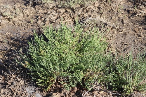 Kalidium foliatum — photo