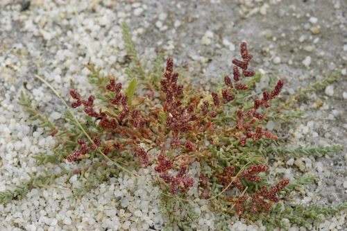 Kalidium foliatum