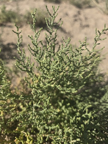 Kalidium gracile