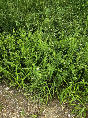 Kalimeris integrifolia — photo