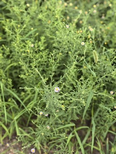 Kalimeris integrifolia — photo