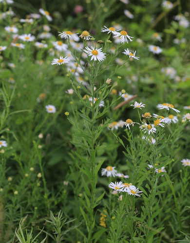 Kalimeris integrifolia