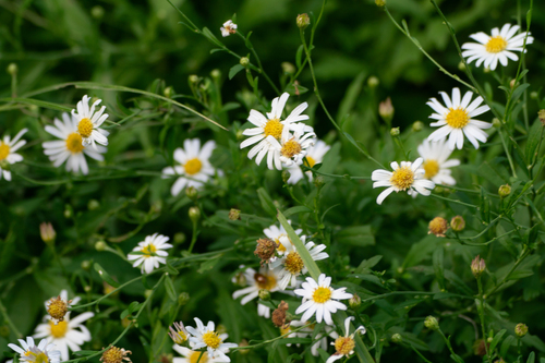 Kalimeris pinnatifida