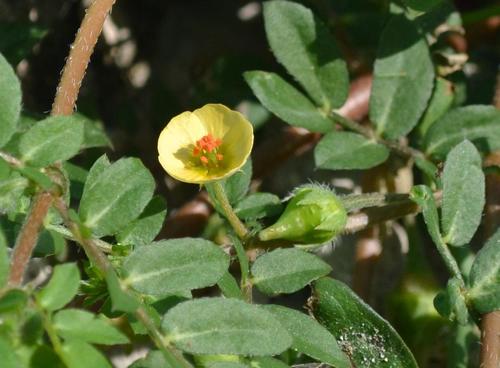 Kallstroemia maxima (Big caltrop) — photo