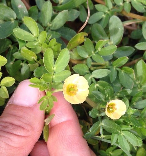 Kallstroemia maxima
