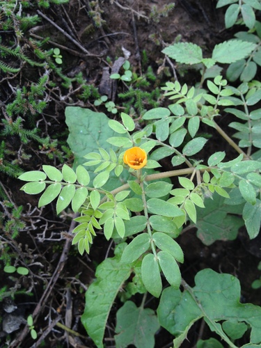 Kallstroemia tribuloides — photo