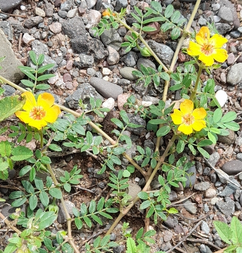 Kallstroemia tribuloides — photo