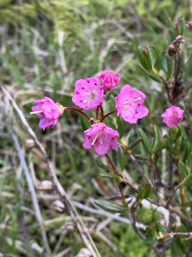 Kalmia microphylla (Alpine laurel) — photo