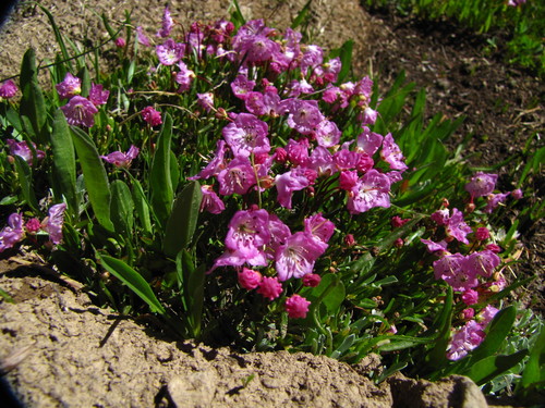 Kalmia microphylla (Alpine laurel) — photo