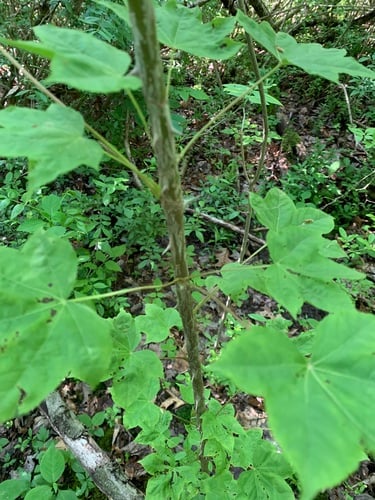 Kalopanax pictus (Umnamu) — photo
