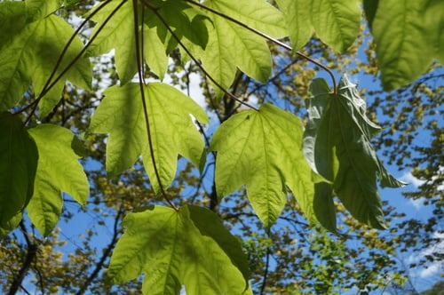 Kalopanax pictus (Umnamu) — photo