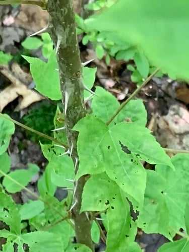 Kalopanax pictus