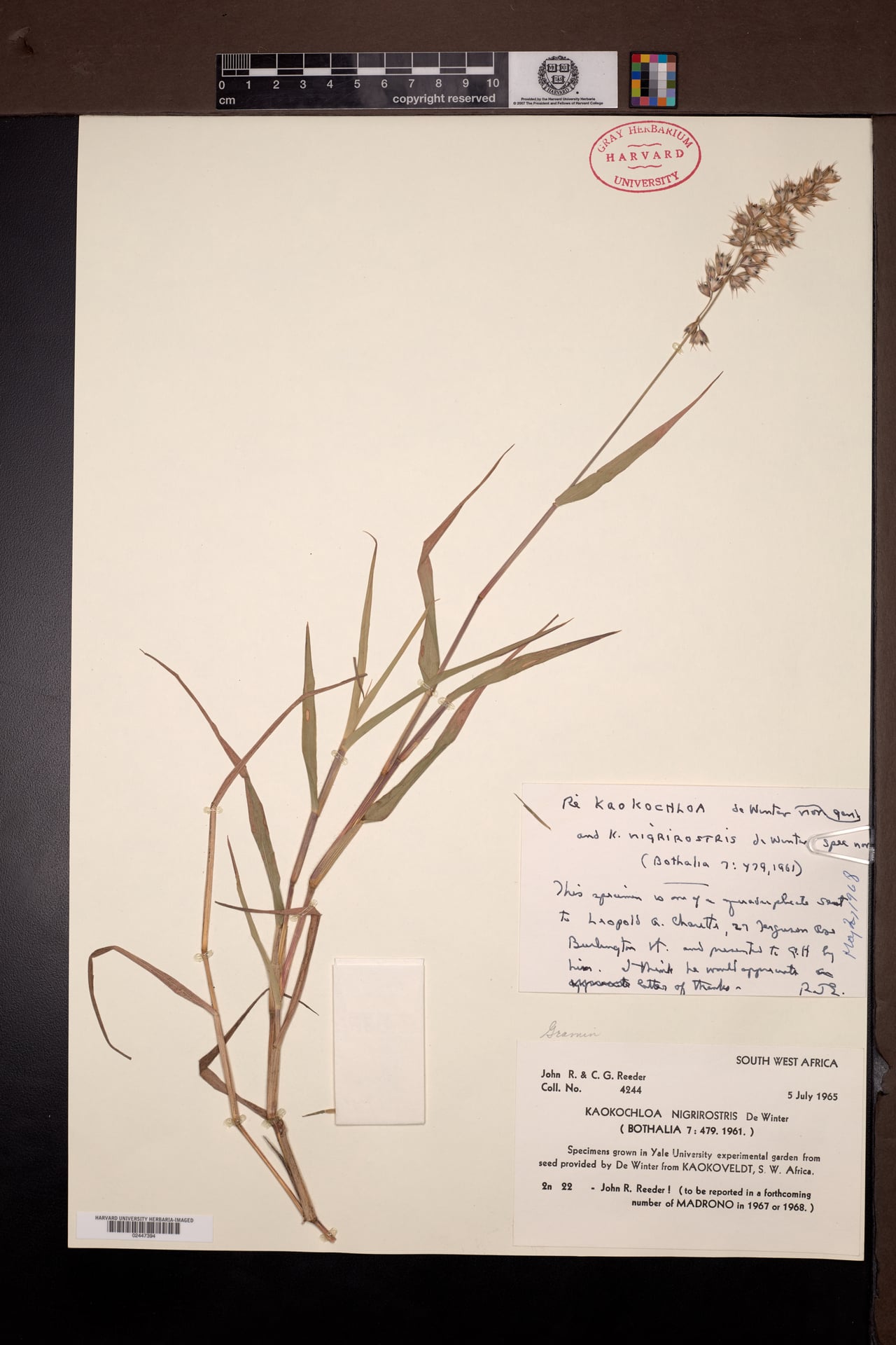 Kaokochloa nigrirostris (Kaoko grass) — photo