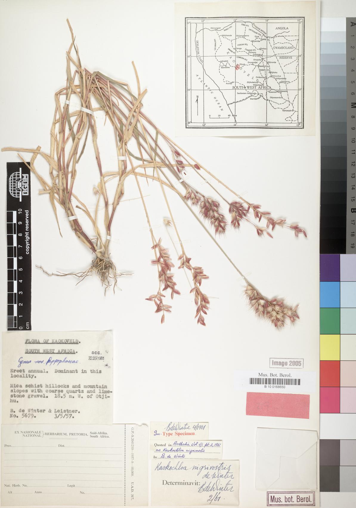 Kaokochloa nigrirostris (Kaoko grass) — photo
