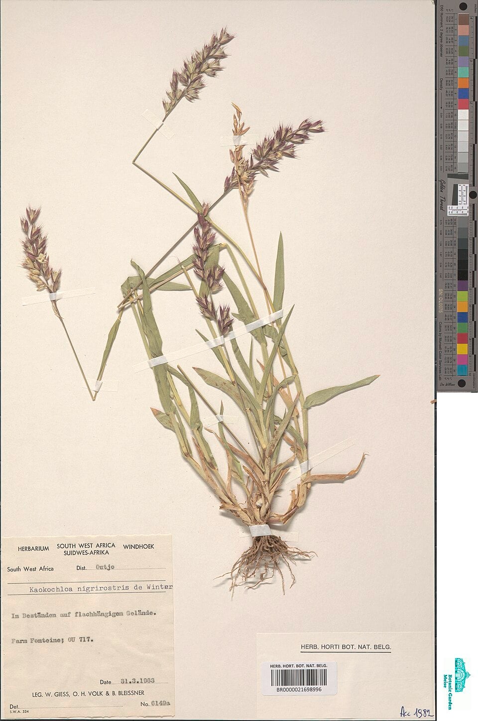 Kaokochloa nigrirostris