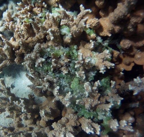 Kappaphycus alvarezii — photo