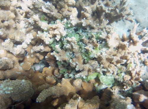 Kappaphycus alvarezii — photo