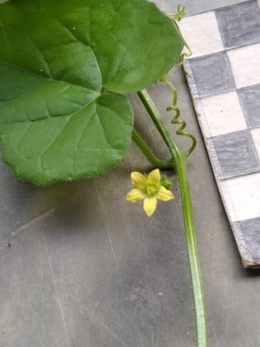 Kedrostis foetidissima (Stinking kedrostis) — photo