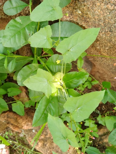 Kedrostis foetidissima