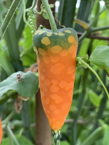 Kedrostis hirtella